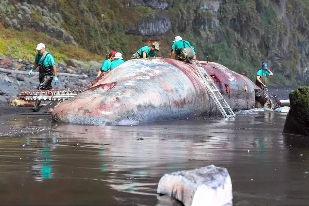 Dead whale in La Palma was killed by a 360,000 euro piece of Amber Stone