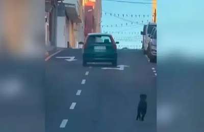 Police arrest the woman who tried to abandon her dog in the south of Tenerife