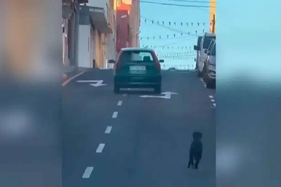 Police arrest the woman who tried to abandon her dog in the south of Tenerife