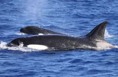 VIDEO: Amazing sighting of killer whales between Tenerife and El Hierro