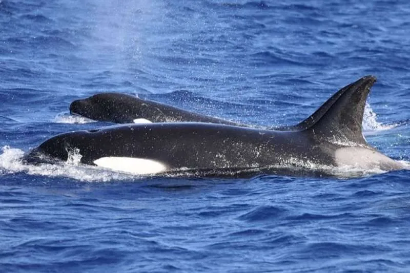 VIDEO: Amazing sighting of killer whales between Tenerife and El Hierro