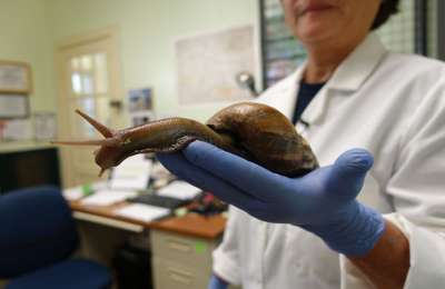 Health alerts issued for giant African snails in Tenerife that can cause meningitis