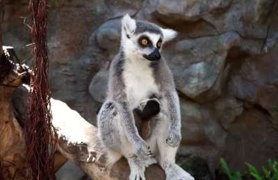 Two new lemur cubs are born at Loro Parque in Tenerife