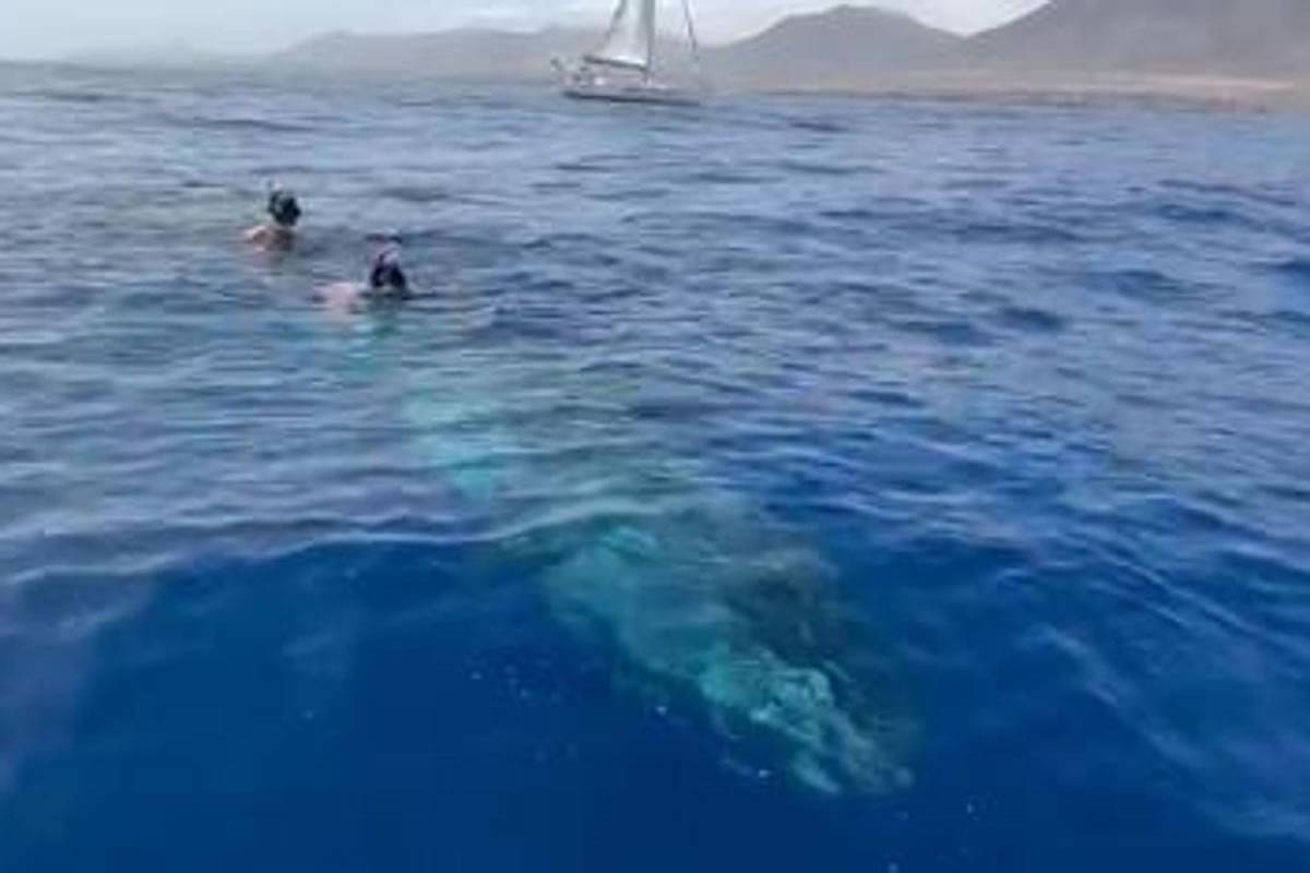 VIDEO: Two men save the life of a whale in distress in Fuerteventura
