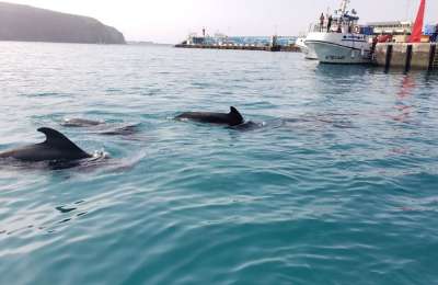 VIDEO: 3 pilot whales appear in a bathing area off a beach in the south of Tenerife