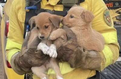 Firefighters rescue two puppies in the area of the fire in Tenerife