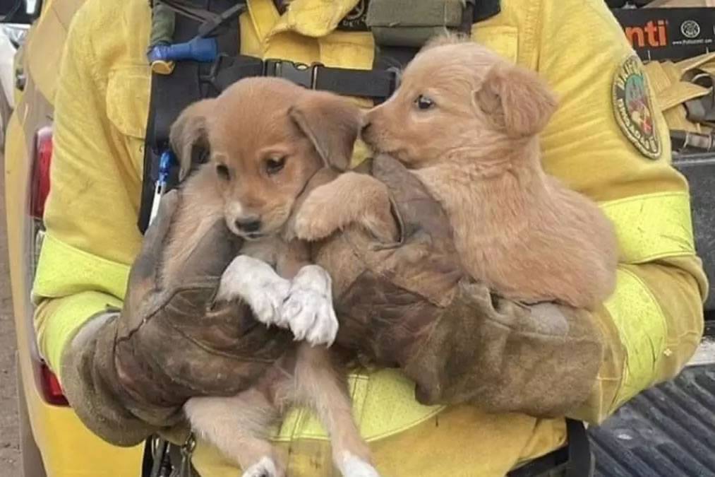 Firefighters rescue two puppies in the area of the fire in Tenerife