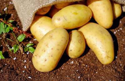 Importers warn of a shortage of potatoes in the Canary Islands