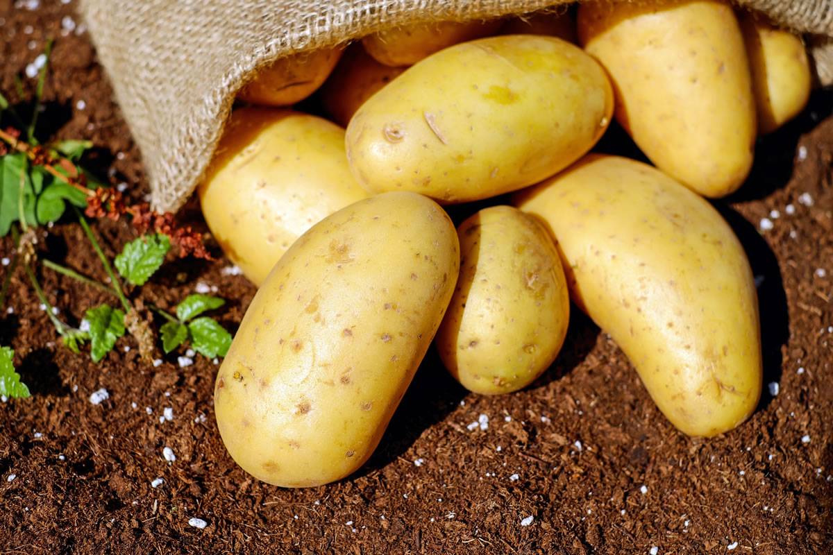 Importers warn of a shortage of potatoes in the Canary Islands