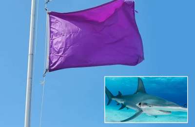 Beach in Gran Canaria flies a purple flag due to the presence of a shark
