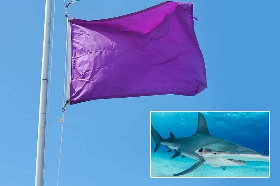 Beach in Gran Canaria flies a purple flag due to the presence of a shark