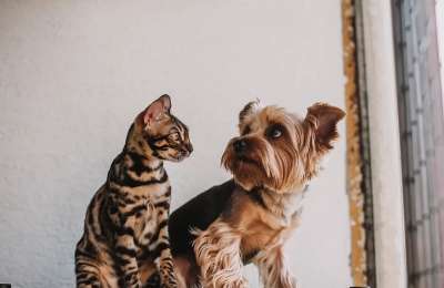The new Animal Welfare Law has obligations that pet owners must comply with