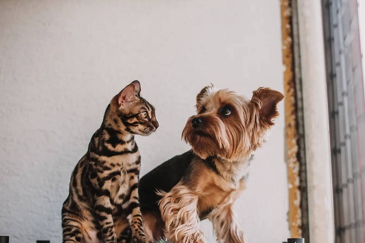 The new Animal Welfare Law has obligations that pet owners must comply with