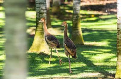 Loro Parque welcomes two new African crowned crane chicks