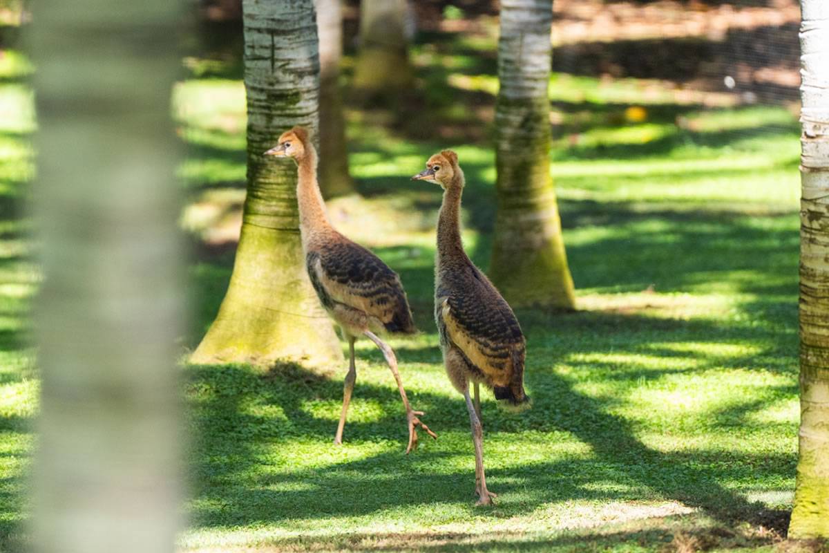 Loro Parque welcomes two new African crowned crane chicks