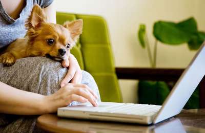 The new compulsory course for dog owners and how much it costs