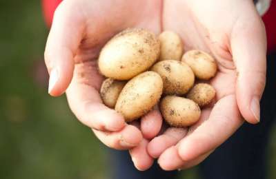 Potato shortages and rising prices spell trouble for the Canary Islands