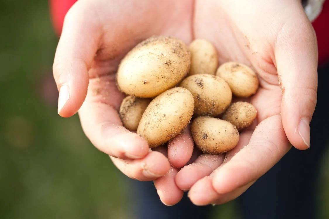 Potato shortages and rising prices spell trouble for the Canary Islands