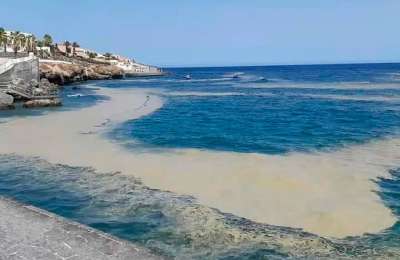 Experts say the Canaries must learn to coexist with microalgae