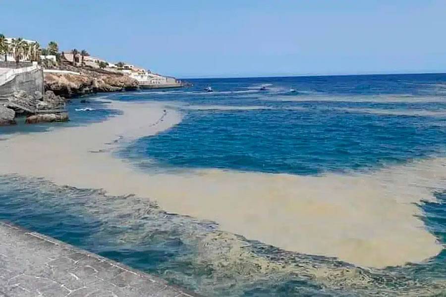 Experts say the Canaries must learn to coexist with microalgae