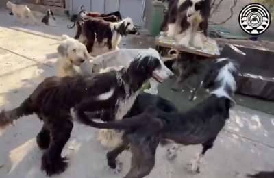 VIDEO: Police raid illegal animal breeding operation in the south of Tenerife