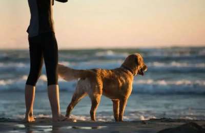 The requirement of insurance for dogs under new Animal Welfare Law is delayed