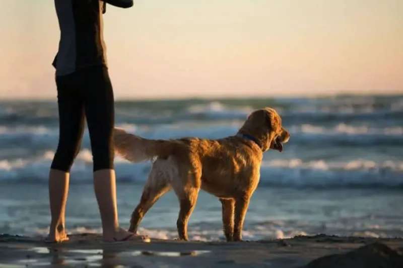 The requirement of insurance for dogs under new Animal Welfare Law is delayed
