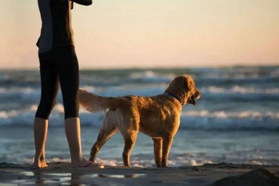 The requirement of insurance for dogs under new Animal Welfare Law is delayed
