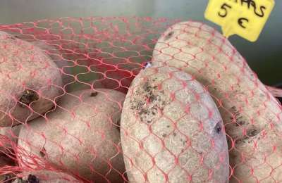 POTATO UPDATE: Canaries reject Madrid’s plan to import from other parts of the UK
