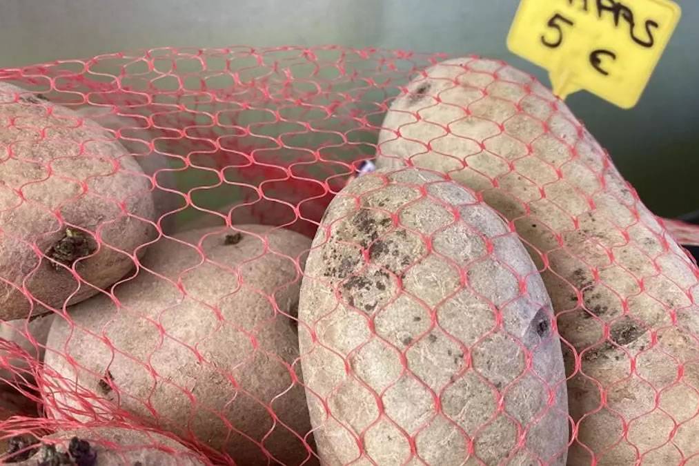 POTATO UPDATE: Canaries reject Madrid’s plan to import from other parts of the UK