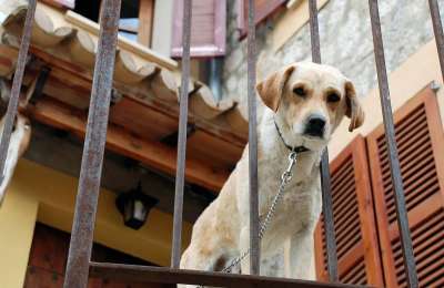 This is the maximum time pets can be left alone at home from tomorrow
