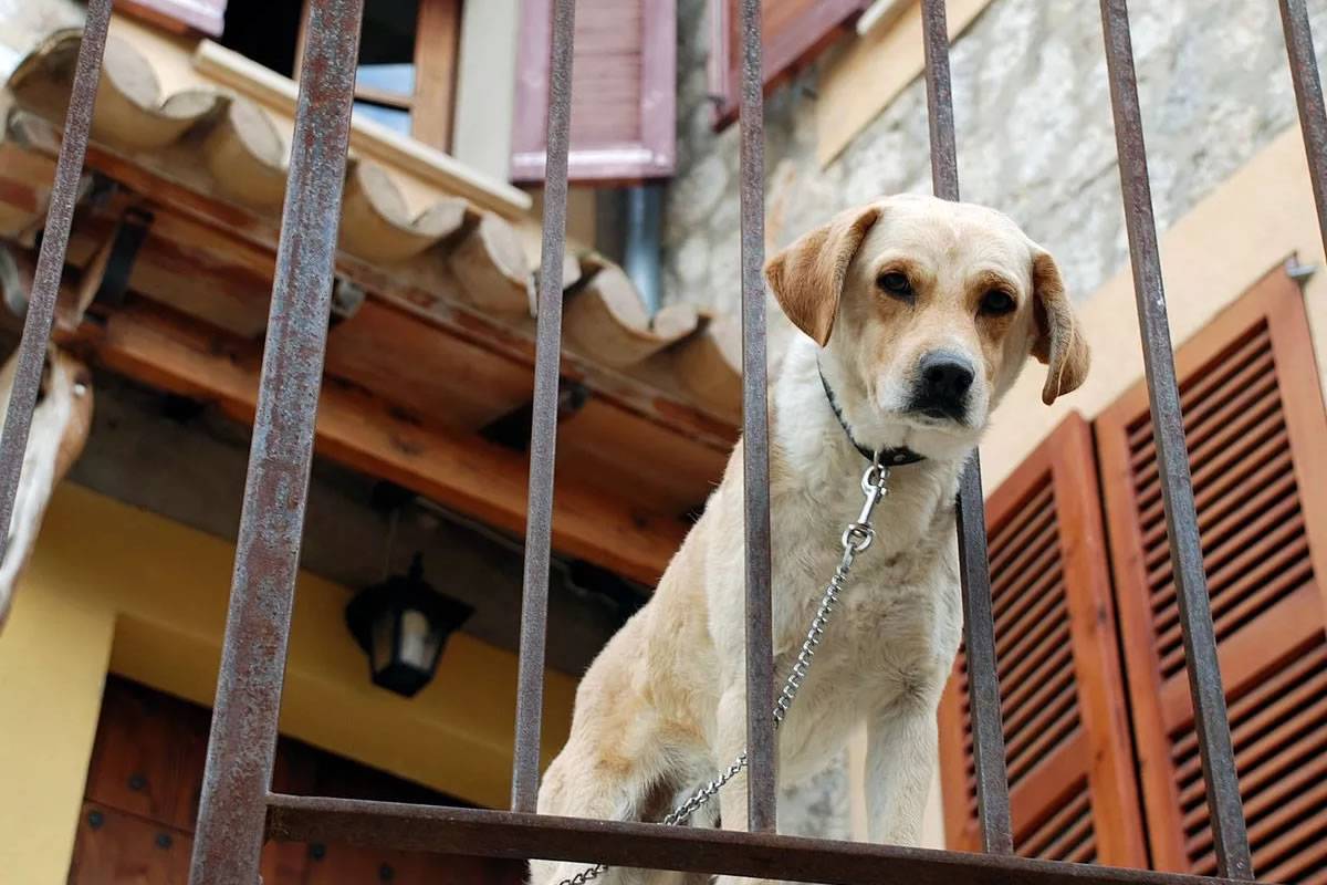 This is the maximum time pets can be left alone at home from tomorrow