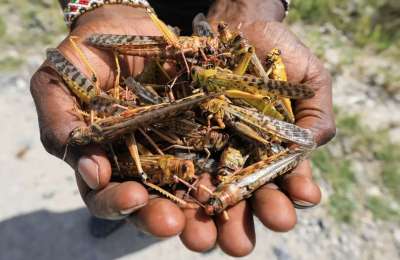 The calima brings swarms of locusts to the Canary Islands from Africa