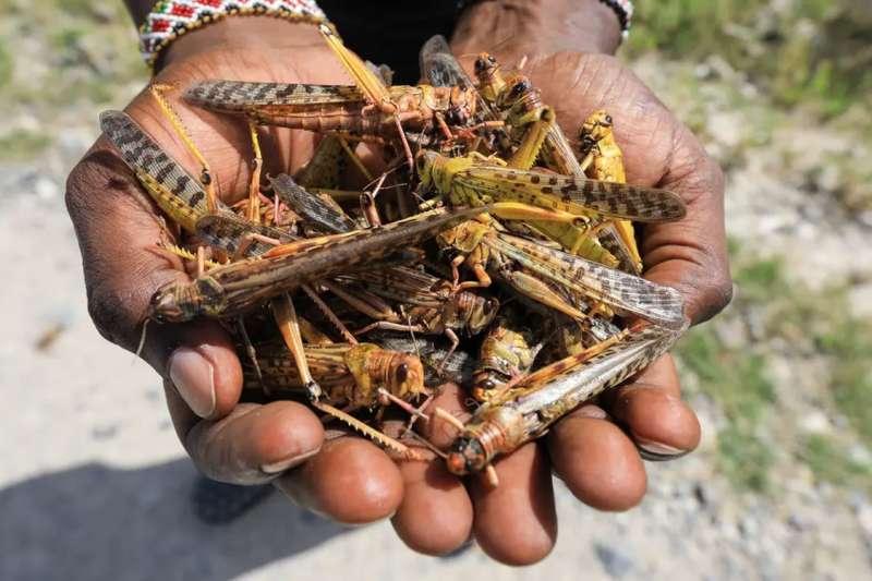 The calima brings swarms of locusts to the Canary Islands from Africa