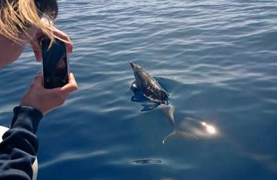 Fraser's Dolphins spotted for the first time in Lanzarote and Fuerteventura waters