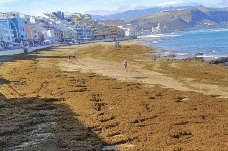 Strong tides and waves leave huge deposits of seaweed on Las Canteras Beach 