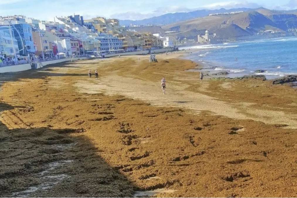 Strong tides and waves leave huge deposits of seaweed on Las Canteras Beach 