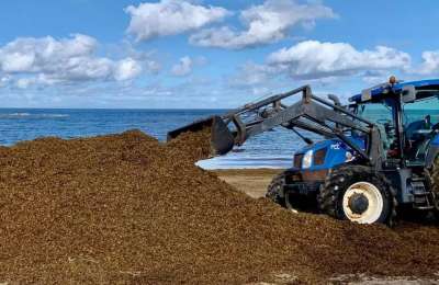 85,000kg of seaweed has been removed from Las Canteras Beach this week