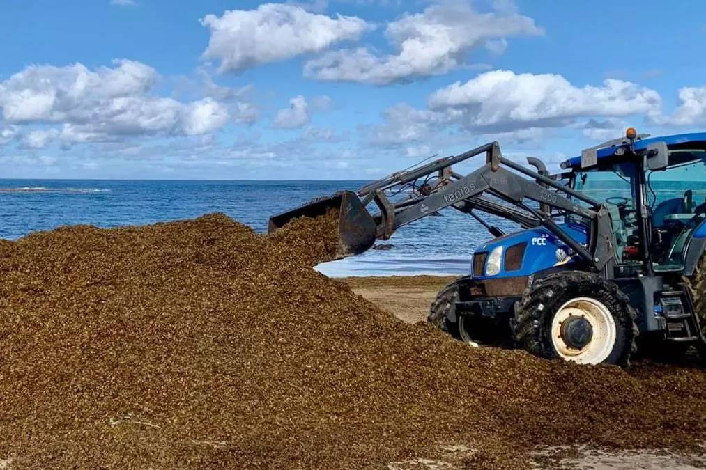 85,000kg of seaweed has been removed from Las Canteras Beach this week