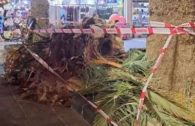 Strong wind blows over a palm tree that crushes a pedestrian in Puerto del Carmen