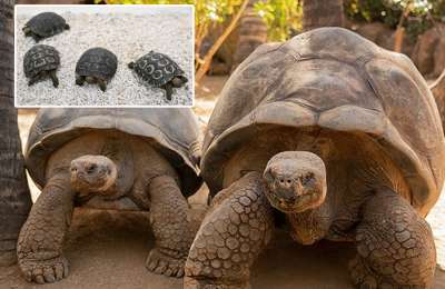 Four Giant Galápagos Tortoise hatchlings born at Loro Parque