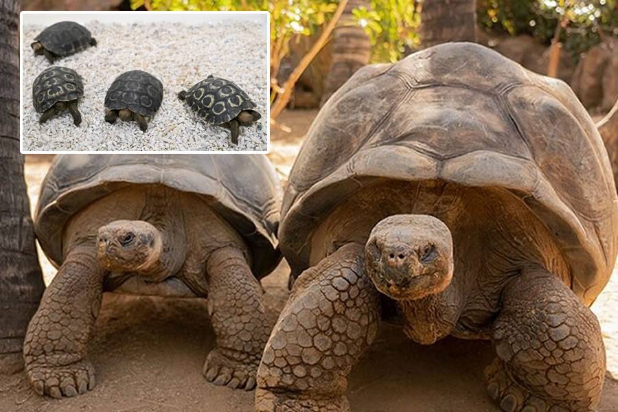 Four Giant Galápagos Tortoise hatchlings born at Loro Parque