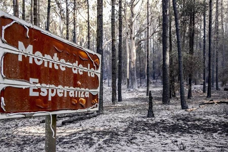 The Tenerife forest fire is officially declared as fully extinguished 