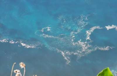 Microalgae return to the Tenerife coastline