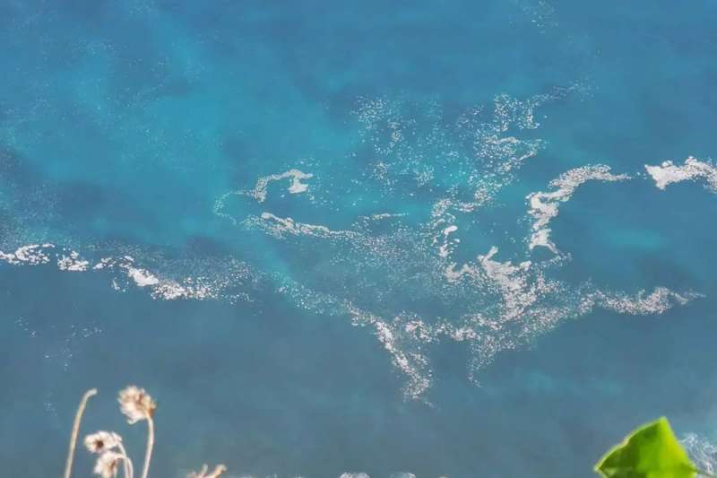 Microalgae return to the Tenerife coastline