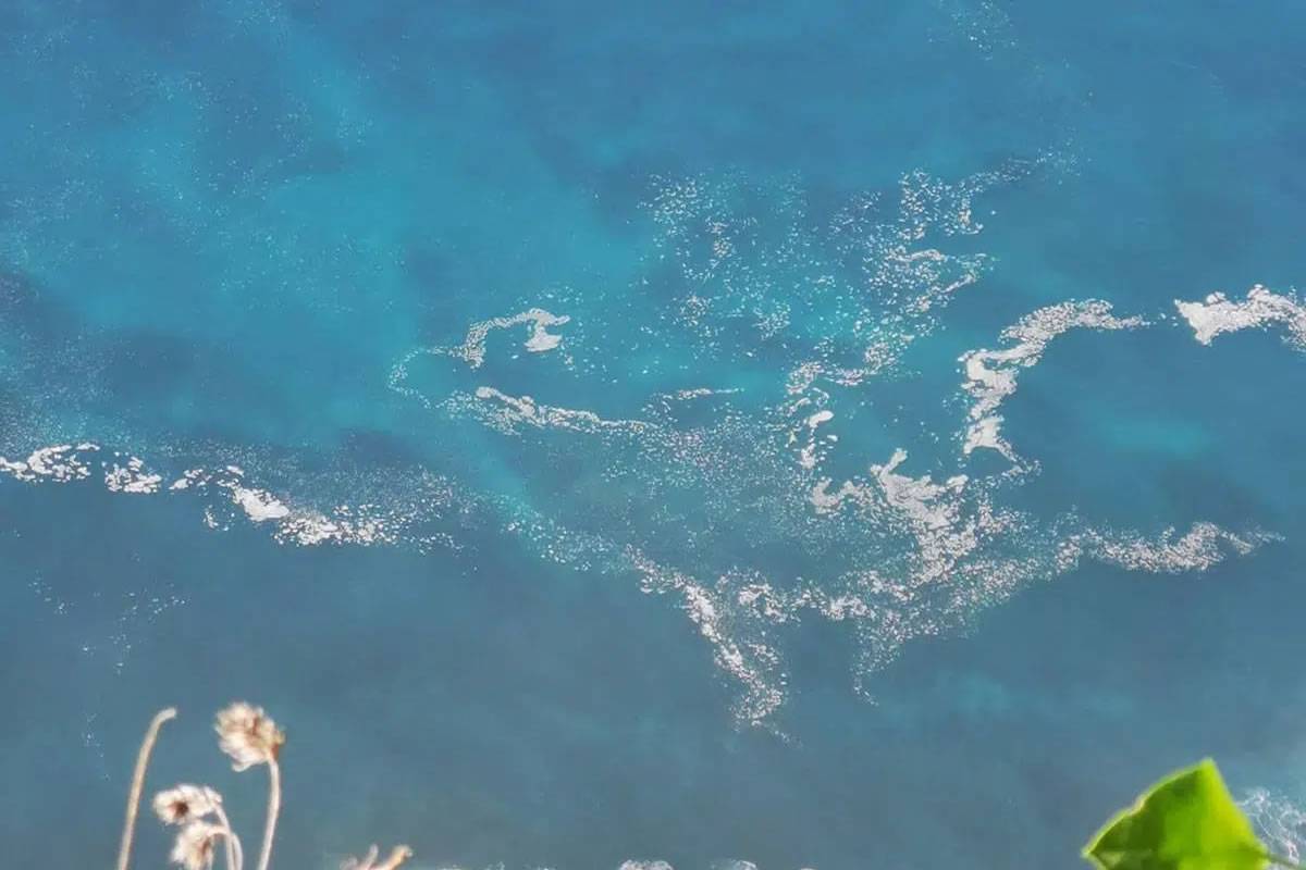 Microalgae return to the Tenerife coastline