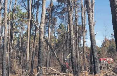 Tenerife Cabildo invests €7.9 million in ensuring safe access to fire-affected forests