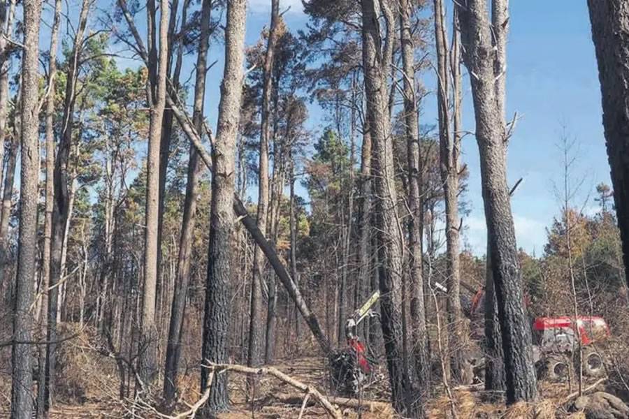 Tenerife Cabildo invests €7.9 million in ensuring safe access to fire-affected forests