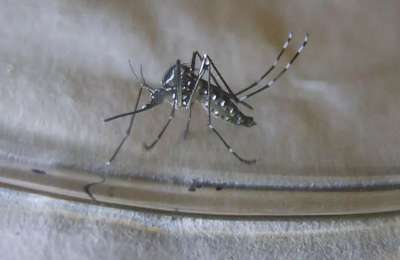 Health authorities take swift action following Tiger Mosquito detection in Tenerife