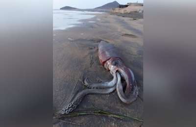 Giant squid found washed up on a beach in south Tenerife